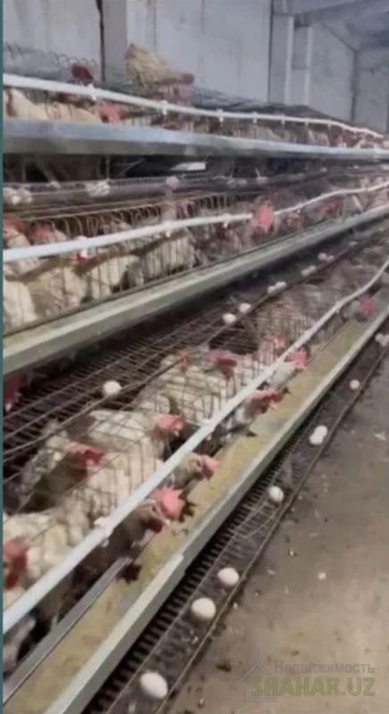 Сурхандарьинская/Байсун  Продажа бизнес  2