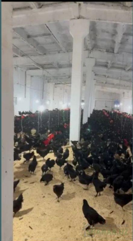 Сурхандарьинская/Байсун  Продажа бизнес  6