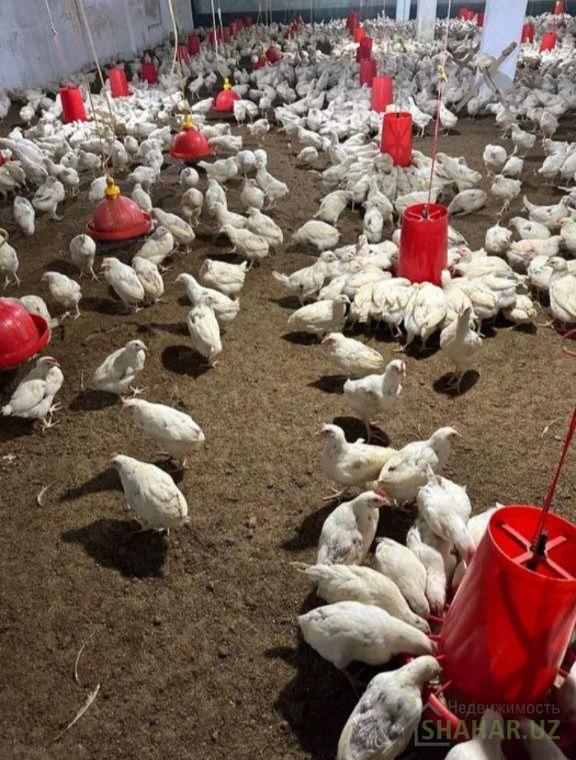 Сурхандарьинская/Байсун  Продажа бизнес  7