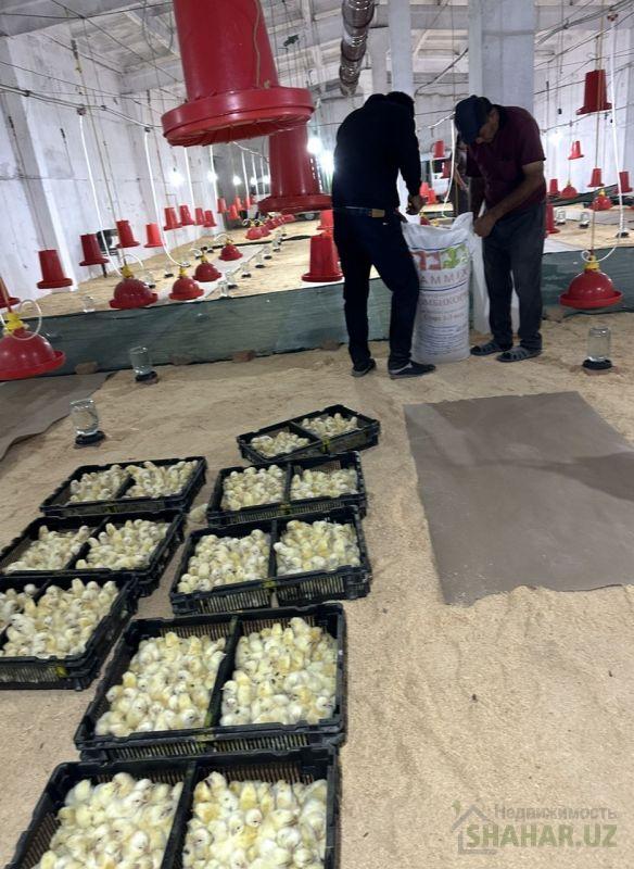 Сурхандарьинская/Байсун  Продажа бизнес  8